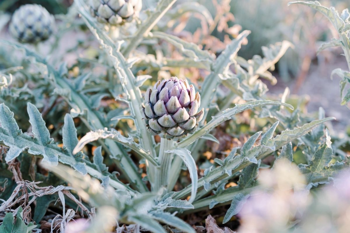 rostlina-artycoku-ve-stredomori